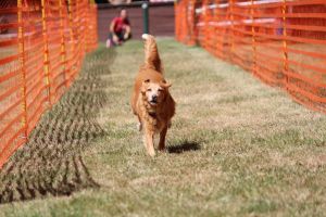 hunderennen 07 08 22l2