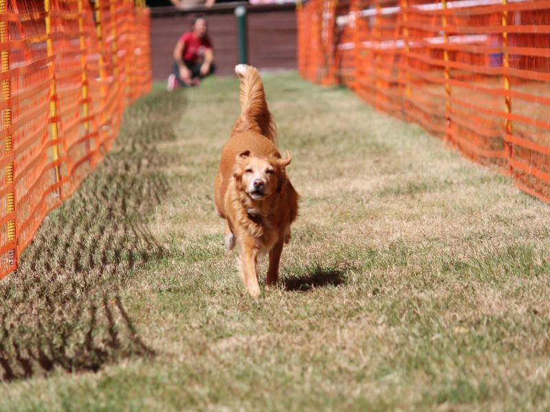 hunderennen 07 08 22l2