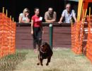 hunderennen 07 08 22l2