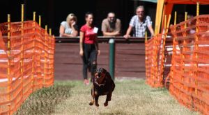 hunderennen 07 08 22l2