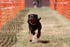 hunderennen 07 08 22l2