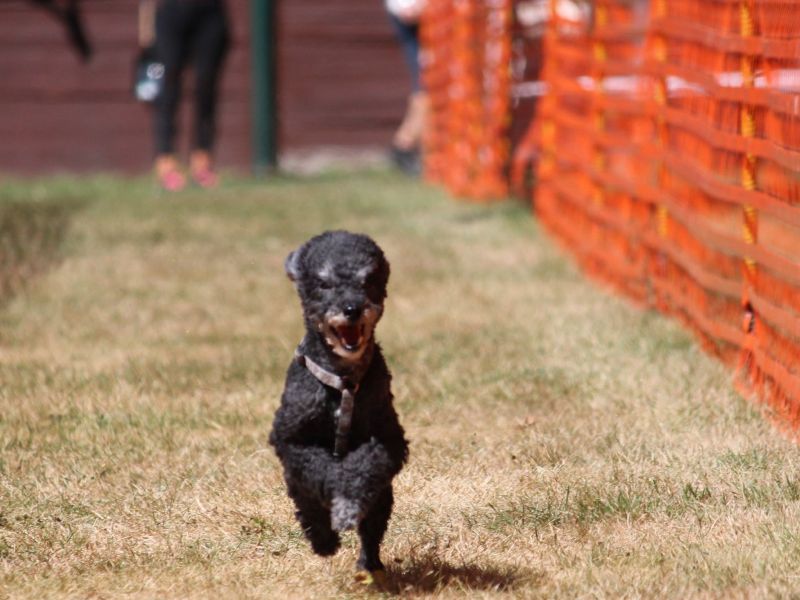 hunderennen 07 08 22l2