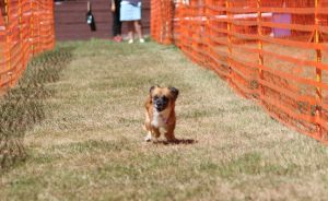 hunderennen 07 08 22l2