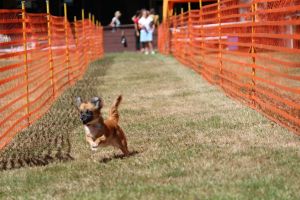 hunderennen 07 08 22l2