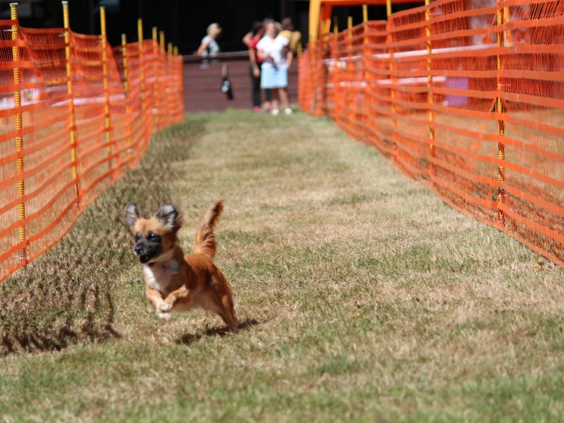 hunderennen 07 08 22l2