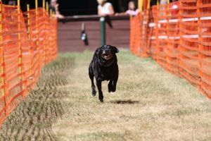 hunderennen 07 08 22l2