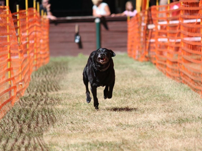 hunderennen 07 08 22l2