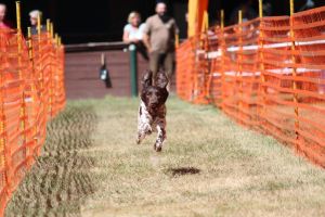 hunderennen 07 08 22l2