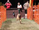 hunderennen 07 08 22l2
