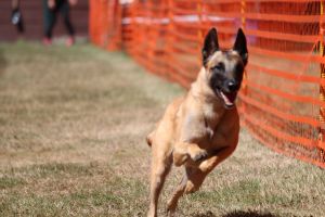 hunderennen 07 08 22l2