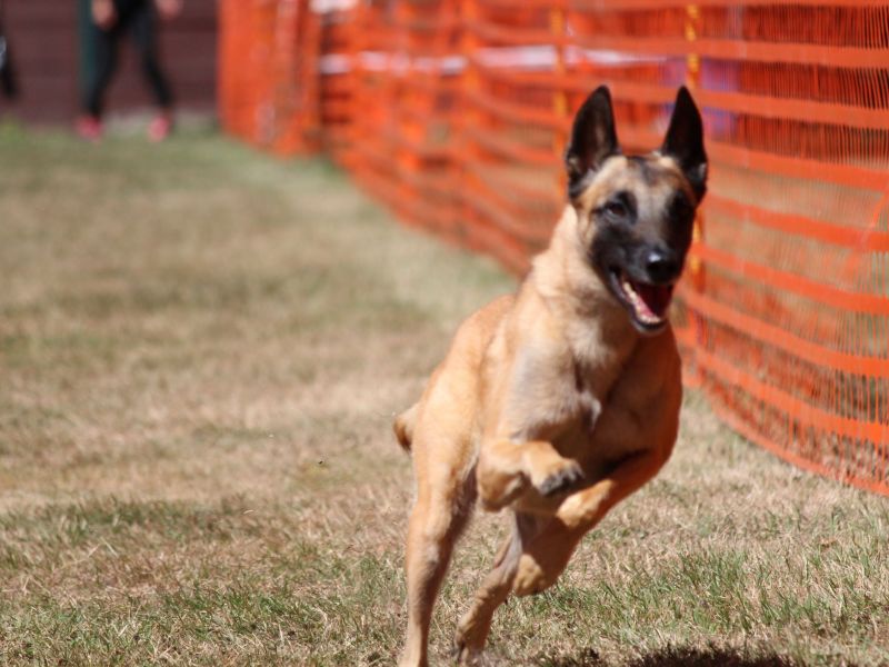 hunderennen 07 08 22l2