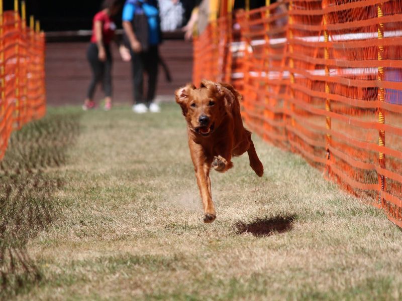 hunderennen 07 08 22l2