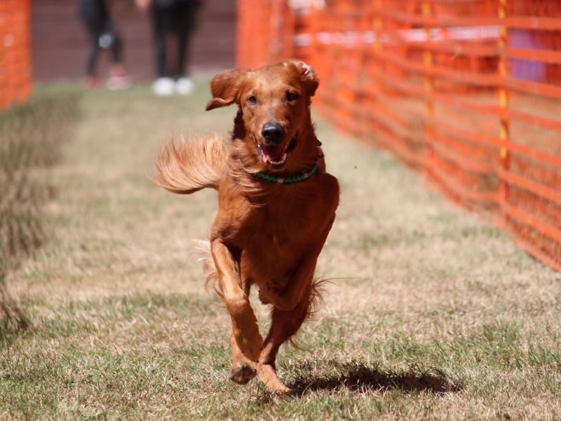 hunderennen 07 08 22l2