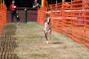 hunderennen 07 08 22l2