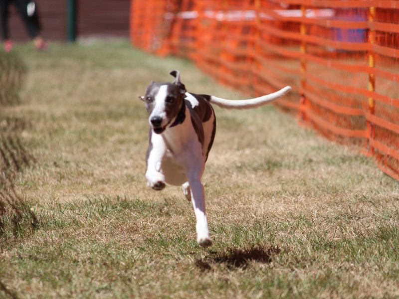 hunderennen 07 08 22l2
