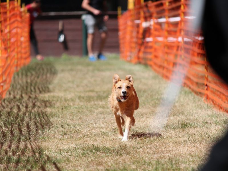 hunderennen 07 08 22l2
