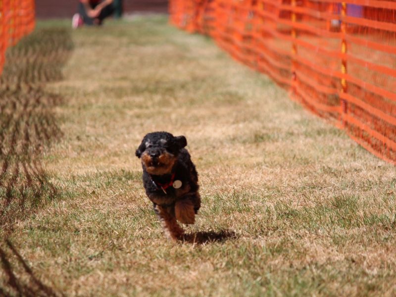 hunderennen 07 08 22l2
