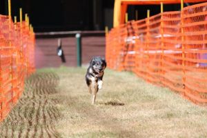 hunderennen 07 08 22l2