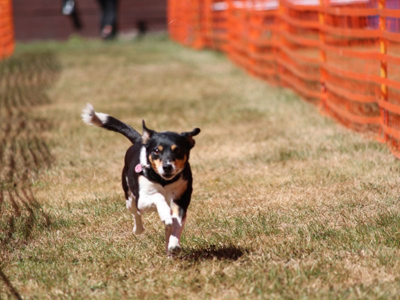 hunderennen 07 08 22l2