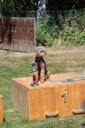 hunderennen 07 08 22l2