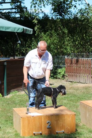 hunderennen 07 08 22l2