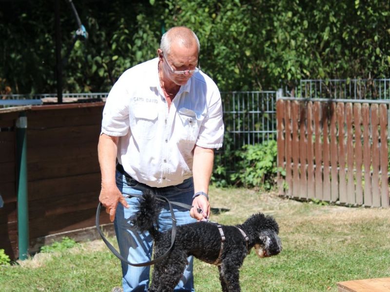 hunderennen 07 08 22l2