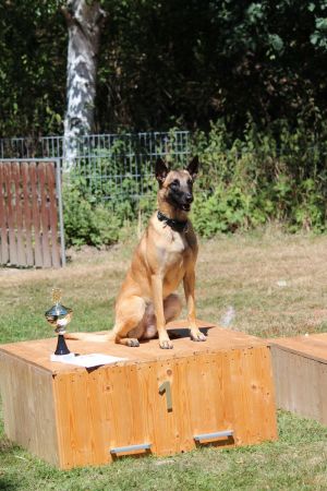 hunderennen 07 08 22l2