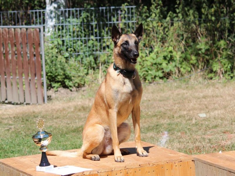 hunderennen 07 08 22l2