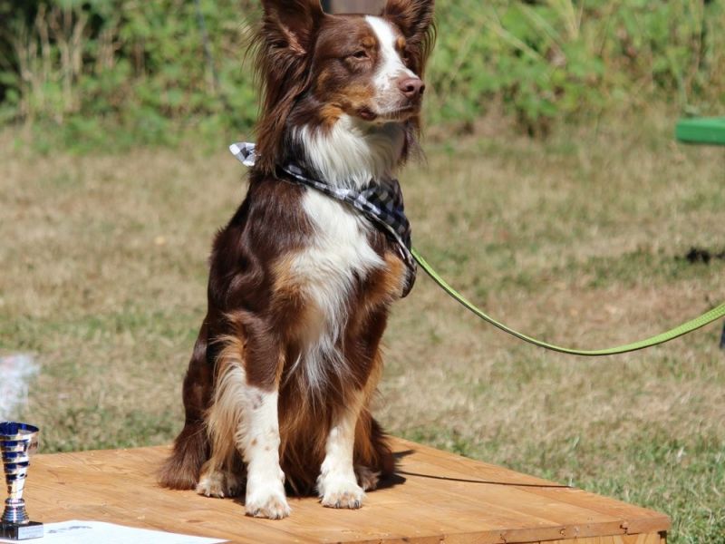 hunderennen 07 08 22l2