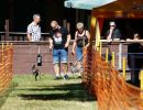 hunderennen 07 08 22l2