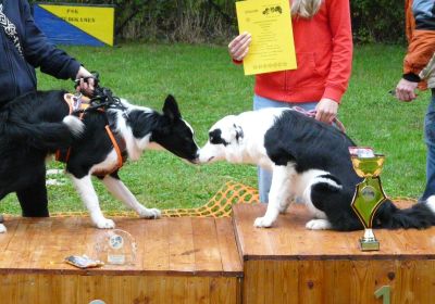 Hunderennen 13.09.2026
