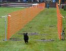 hunderennen 16 04 23