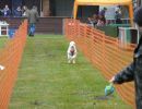 hunderennen 16 04 23