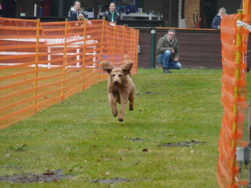 hunderennen 16 04 23