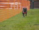 hunderennen 16 04 23