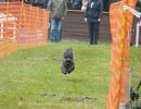 hunderennen 16 04 23