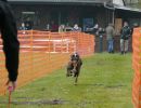 hunderennen 16 04 23