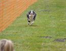 hunderennen 16 04 23