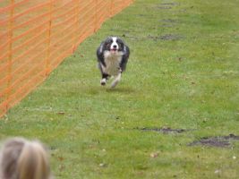 hunderennen 16 04 23