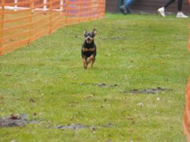 hunderennen 16 04 23