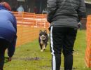 hunderennen 16 04 23