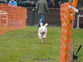 hunderennen 16 04 23