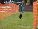 hunderennen 16 04 23