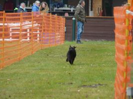 hunderennen 16 04 23