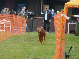 hunderennen 16 04 23