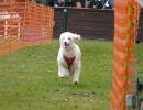 hunderennen 16 04 23