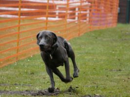 hunderennen 16 04 23