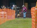 hunderennen 16 04 23