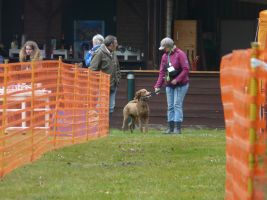 hunderennen 16 04 23