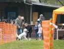 hunderennen 16 04 23